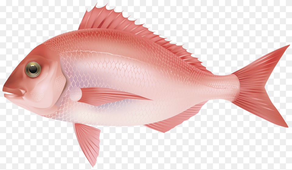 Fish, Animal, Sea Life Free Transparent Png