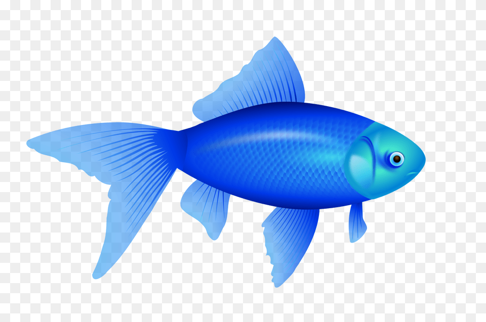 Fish, Animal, Sea Life Png