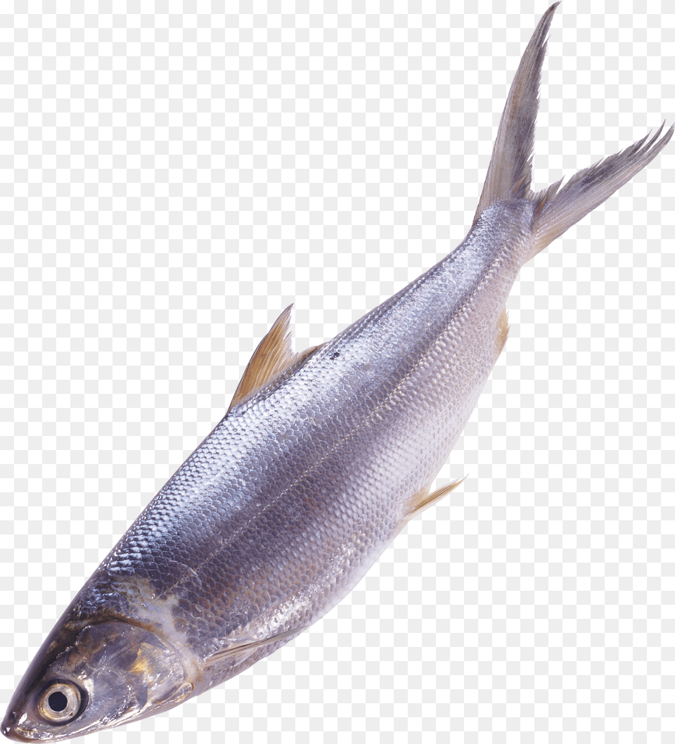 Fish, Animal, Herring, Sea Life, Food Free Transparent Png