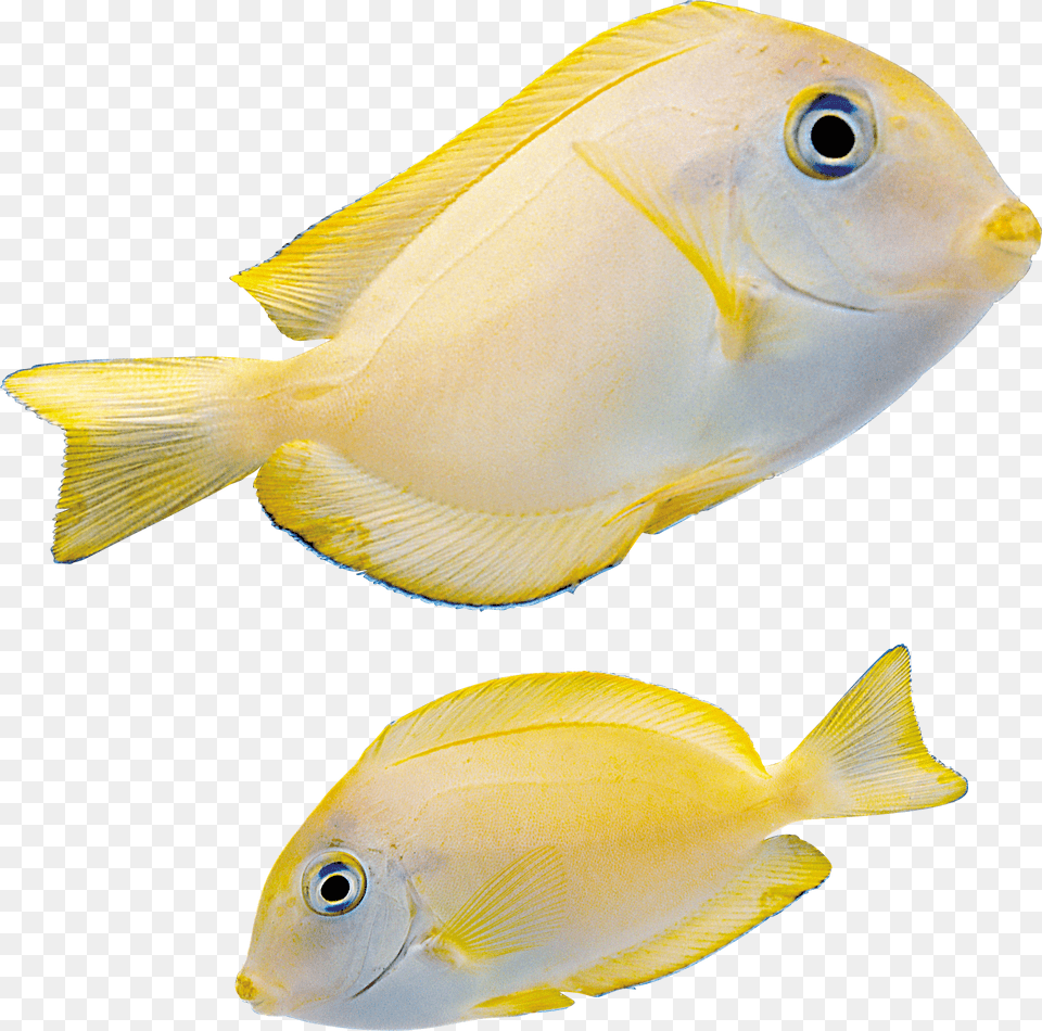 Fish, Animal, Sea Life, Surgeonfish Free Transparent Png