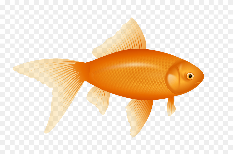 Fish, Animal, Sea Life, Goldfish Png Image