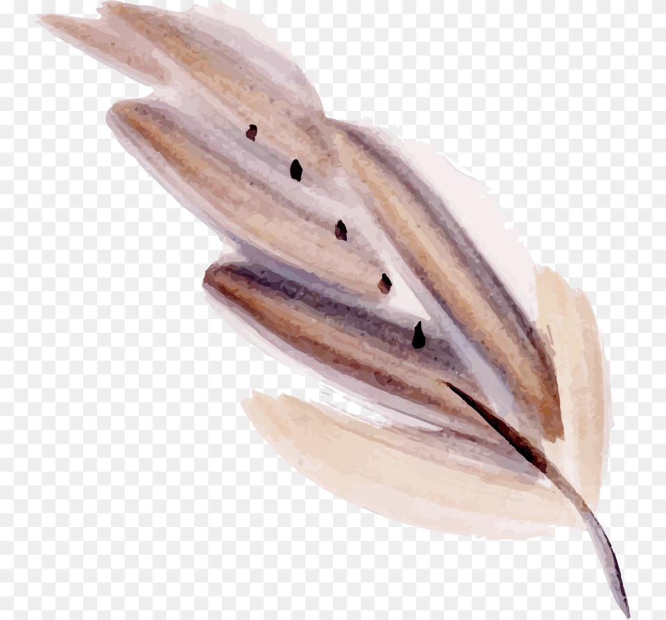 Fish, Animal, Sea Life, Shark, Person Png Image