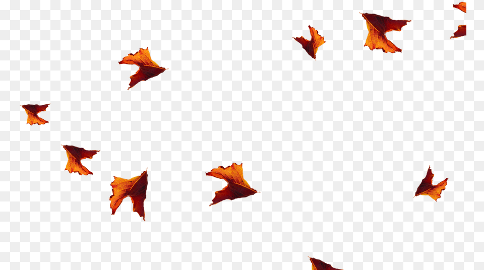 Fish, Leaf, Plant, Tree, Maple Png