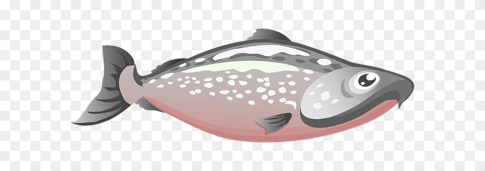 Fish Animal, Sea Life, Trout Png