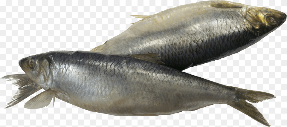Fish, Gray Png Image
