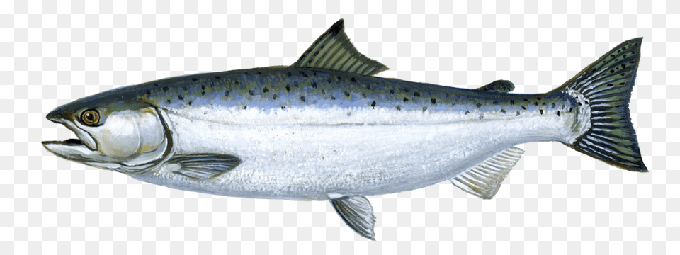 Fish, Animal, Coho, Sea Life, Tuna Free Transparent Png