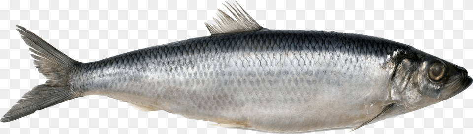 Fish, Animal, Herring, Sea Life, Food Png