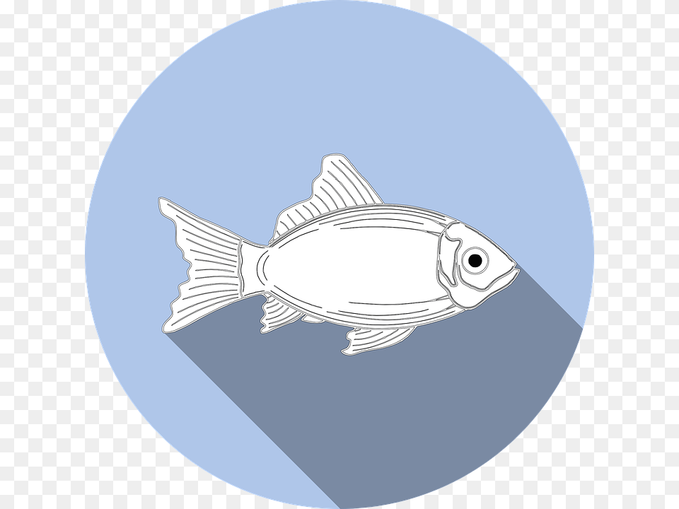 Fish Allergy Food No Fishing Symbol Icon Sign Tuna Puns, Animal, Sea Life Png Image
