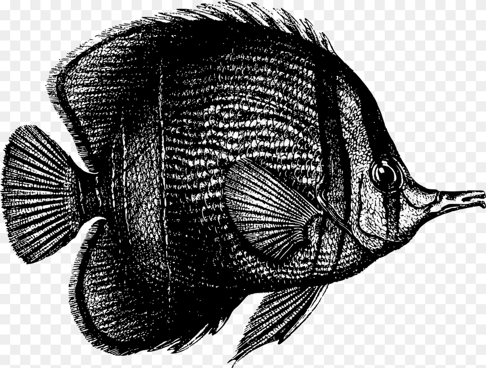 Fish And Coral Black And White, Gray Free Png Download