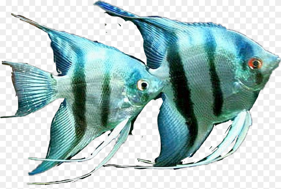 Fish Angelfish Saltwater Zebra Angelfish, Animal, Sea Life Free Png Download