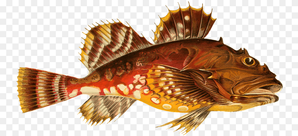 Fish Animal Water Isolated Exotic Sea Animal Funny Christmas Colour Couch British Fish Black Sleeved, Sea Life, Perch Free Transparent Png