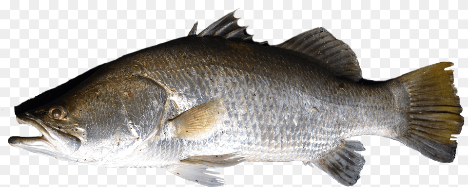 Fish Barramundi, Animal, Sea Life, Perch Png