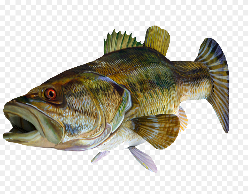 Fish Bass, Animal, Sea Life, Perch Free Png Download