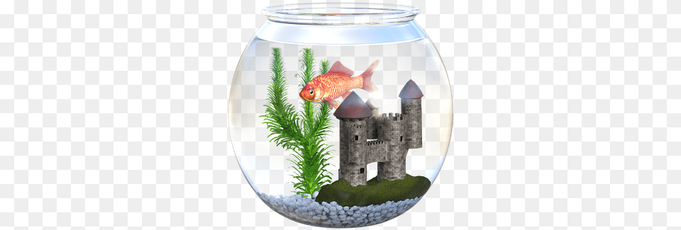 Fish Bowl Goldfish Fishbowl Aquarium Food Orange Akvrium, Animal, Sea Life, Water Png