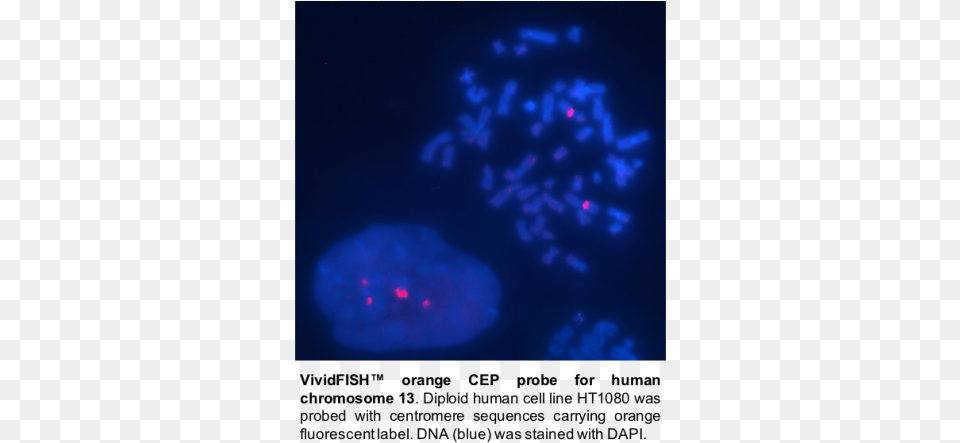 Fish Cep Probe For Human Chromosome 13 Orange Darkness, Astronomy, Moon, Nature, Night Free Png Download