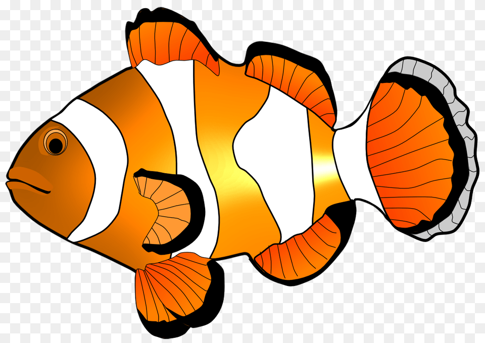 Fish Clip Art, Amphiprion, Animal, Sea Life, Shark Free Png