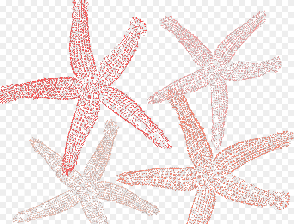 Fish Clip Art, Animal, Invertebrate, Sea Life, Starfish Png Image