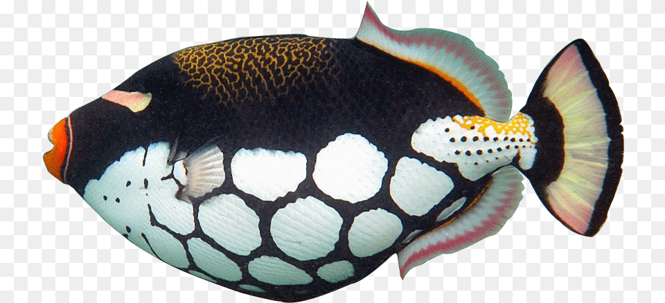 Fish Clip Art Realistic Realistic Tropical Fish Clip Art, Animal, Sea Life, Angelfish, Surgeonfish Free Png