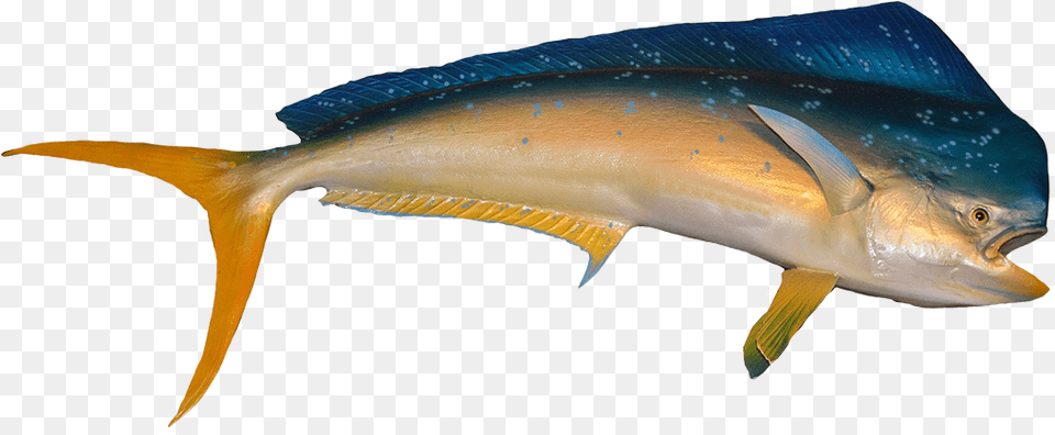 Fish Clip Art Salt Water Fishes Transparent Background, Animal, Sea Life, Tuna, Bonito Free Png Download