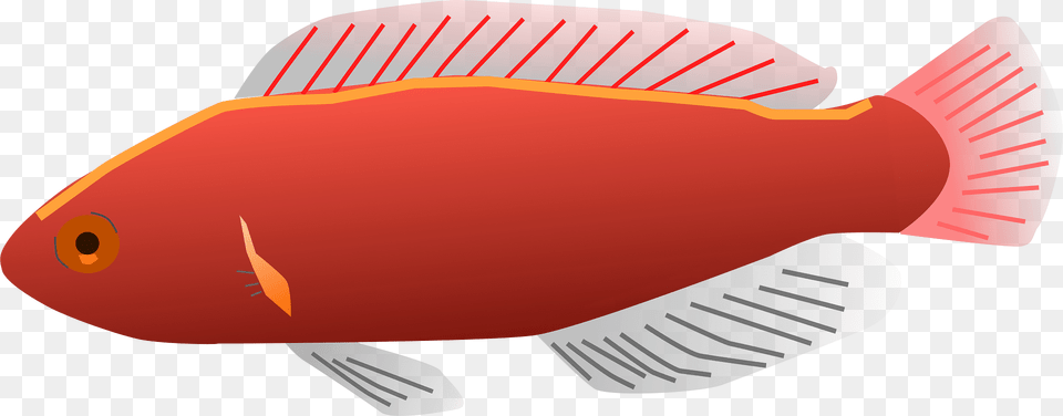Fish Clipart, Animal, Sea Life, Goldfish Png Image