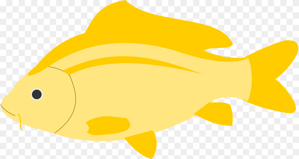 Fish Clipart, Animal, Sea Life, Shark Free Png