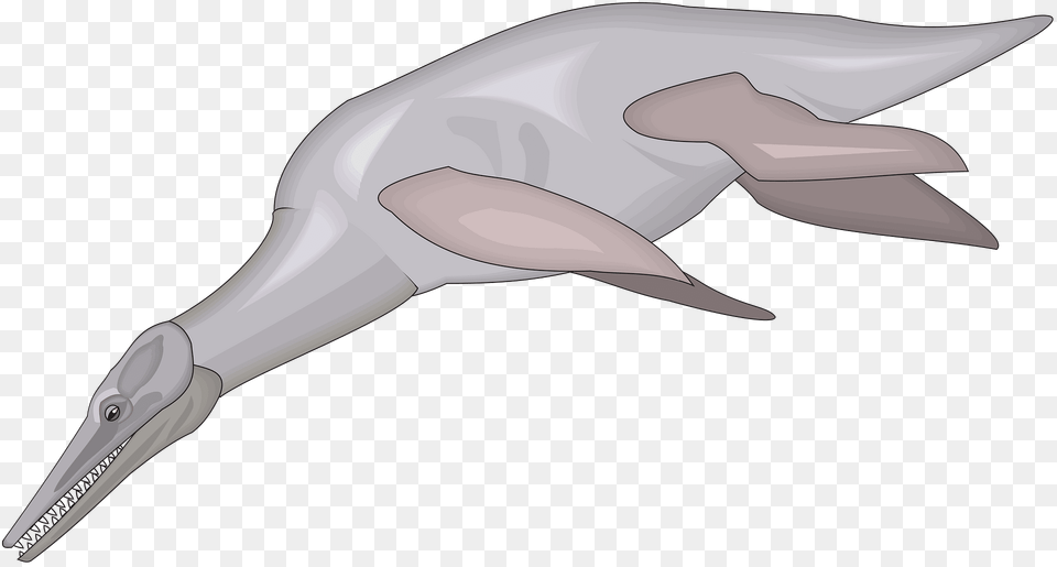 Fish Clipart, Animal, Dolphin, Mammal, Sea Life Png