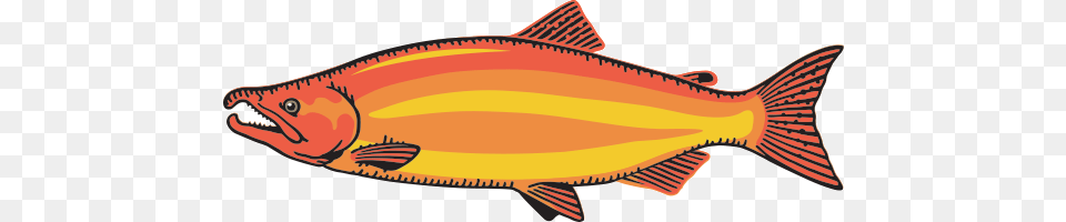 Fish Clipart Salmon, Animal, Sea Life, Shark, Coho Png Image