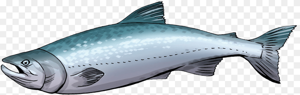 Fish Clipart Salmon Cute Salmon Clipart, Animal, Coho, Sea Life, Tuna Free Transparent Png