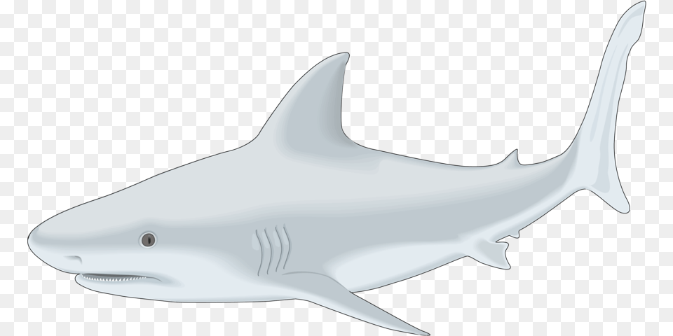 Fish Clipart Shark Shark, Animal, Sea Life, Aircraft, Airplane Png Image