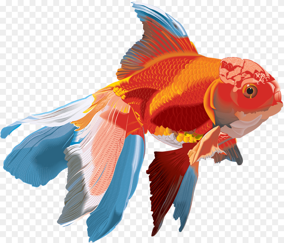 Fish Clipart Transparent Images Download, Animal, Sea Life, Goldfish Png