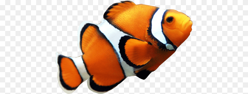 Fish Clown Fish Orange And White, Amphiprion, Animal, Sea Life Free Transparent Png