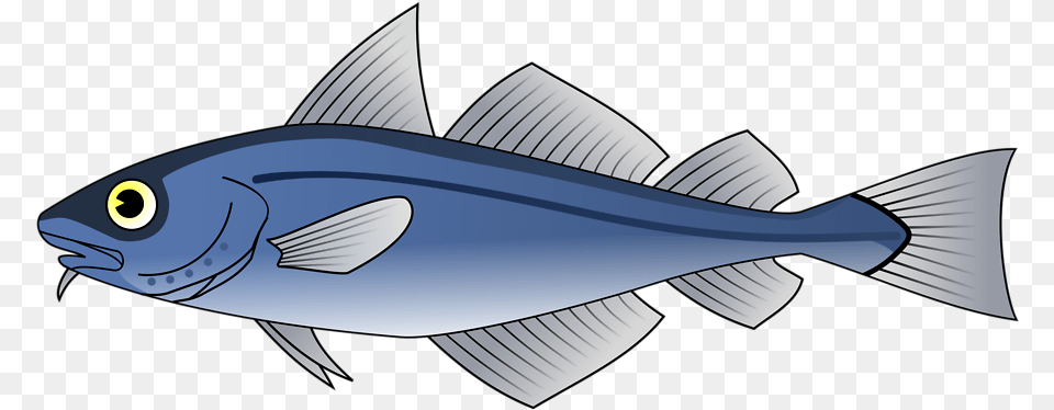 Fish Cod Clipart Collection Codfish Etc Transparent Fish Respiratory System, Animal, Sea Life, Tuna, Bonito Png Image