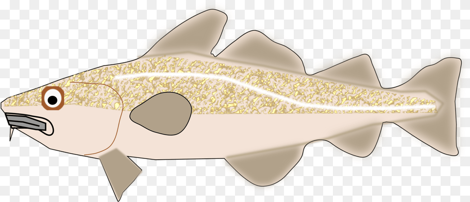 Fish Cod Trout Clipart Cod, Animal, Sea Life Free Transparent Png