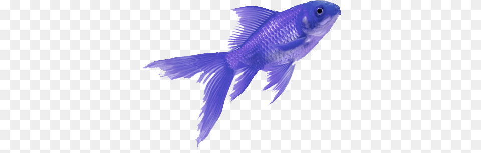 Fish Colorful Tumblr Aesthetic Purple Fish, Animal, Sea Life Free Png