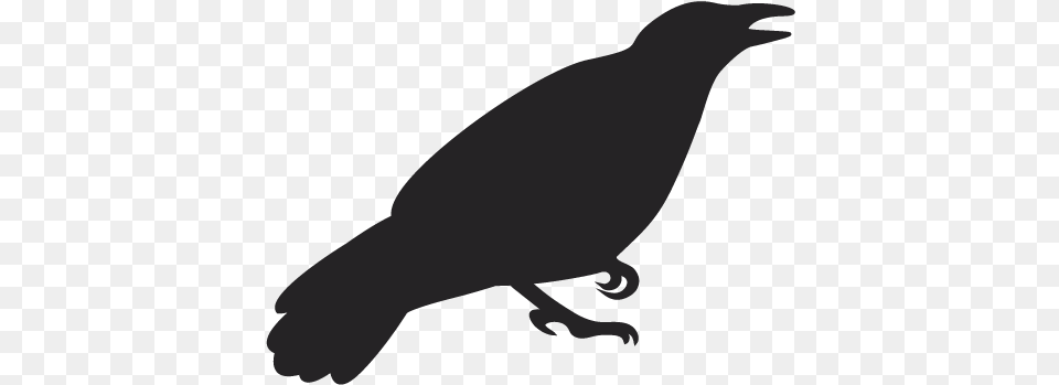 Fish Crow, Animal, Bird, Sea Life, Shark Png Image