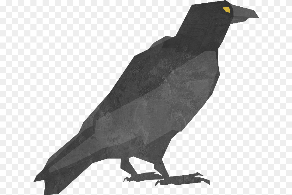 Fish Crow Fish Crow, Animal, Bird, Blackbird, Person Free Transparent Png