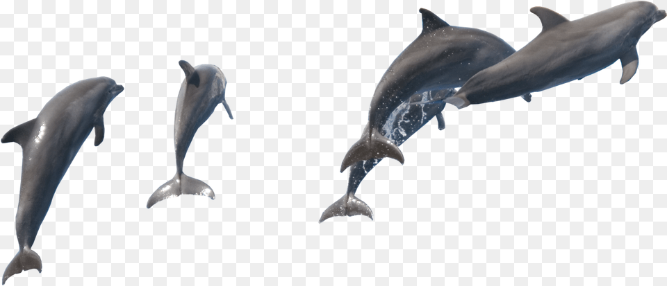 Fish Dolphin Download, Animal, Mammal, Sea Life, Shark Free Transparent Png