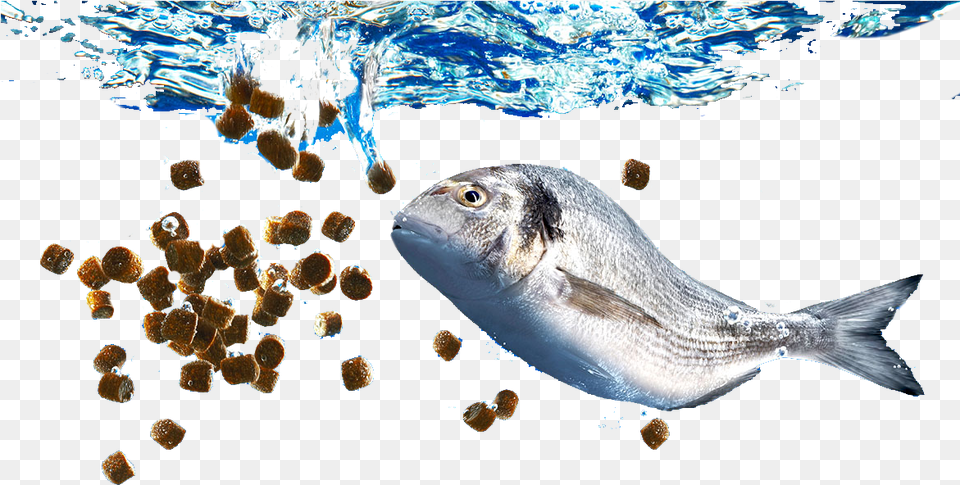 Fish Feed, Animal, Aquatic, Sea Life, Water Png
