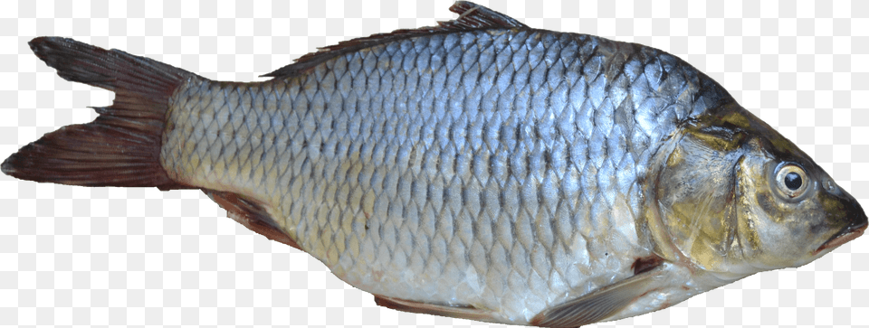 Fish Fish, Animal, Sea Life, Carp Free Png