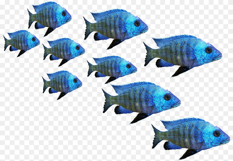 Fish Fish Swarm Perch Sea Lake Water Nature Fish In Sea, Animal, Sea Life, Angelfish Free Png