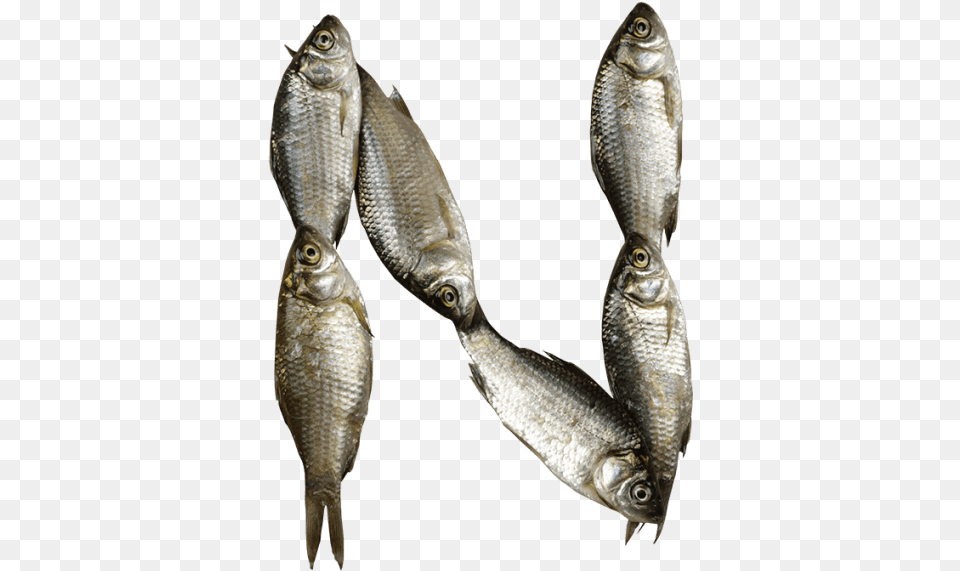 Fish Font Fonts Alphabet Fish, Animal, Herring, Sea Life, Sardine Png Image