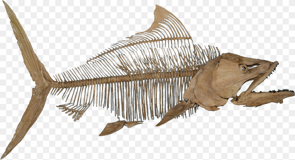 Fish Fossil No Background Fish Fossil, Animal, Dinosaur, Reptile, Bird Free Png Download