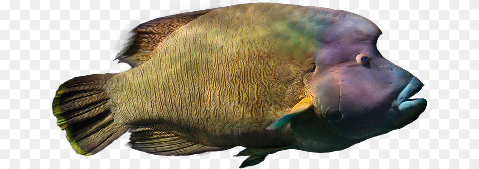 Fish Free Animal, Sea Life, Aquatic, Water Png