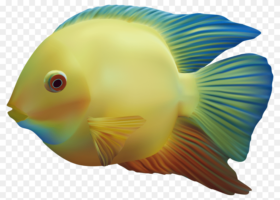 Fish Free Download, Animal, Sea Life Png
