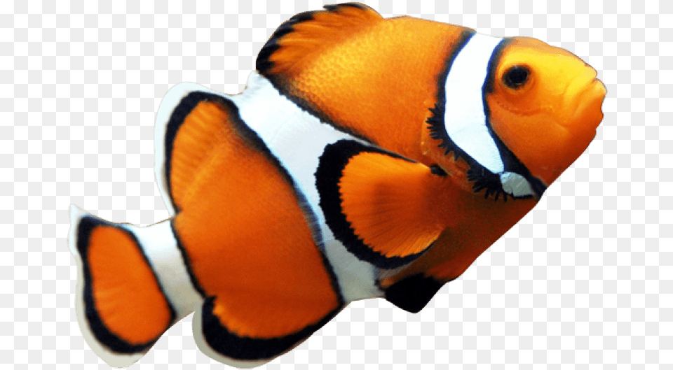 Fish Free Images Clown Fish With No Background, Amphiprion, Animal, Sea Life, Angelfish Png