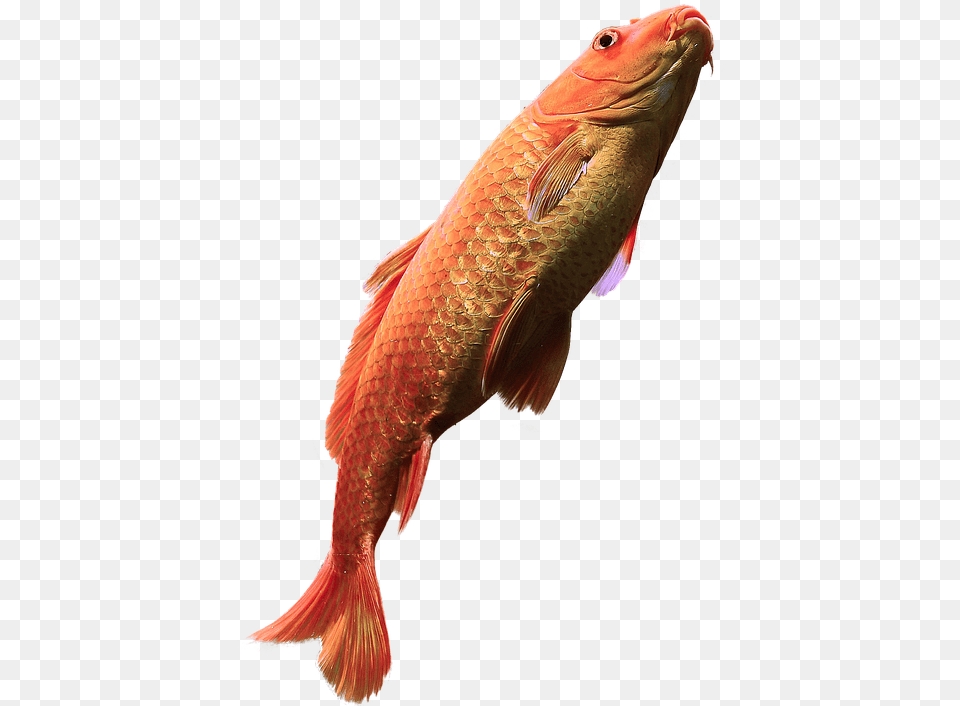 Fish Water Aquarium Fish In Water, Animal, Aquatic, Sea Life Free Transparent Png