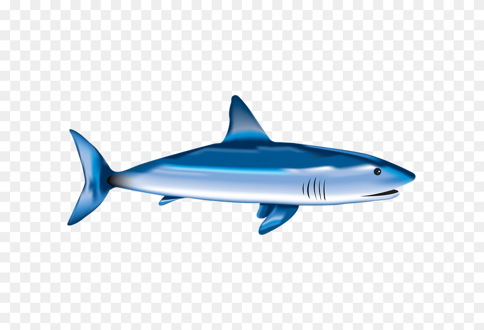 Fish Fry George Darouze, Animal, Sea Life, Shark Free Transparent Png