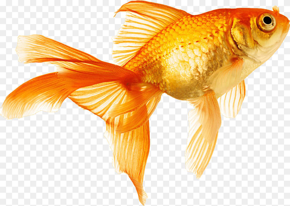 Fish Gold Fish Gif Transparent, Animal, Sea Life, Goldfish Png