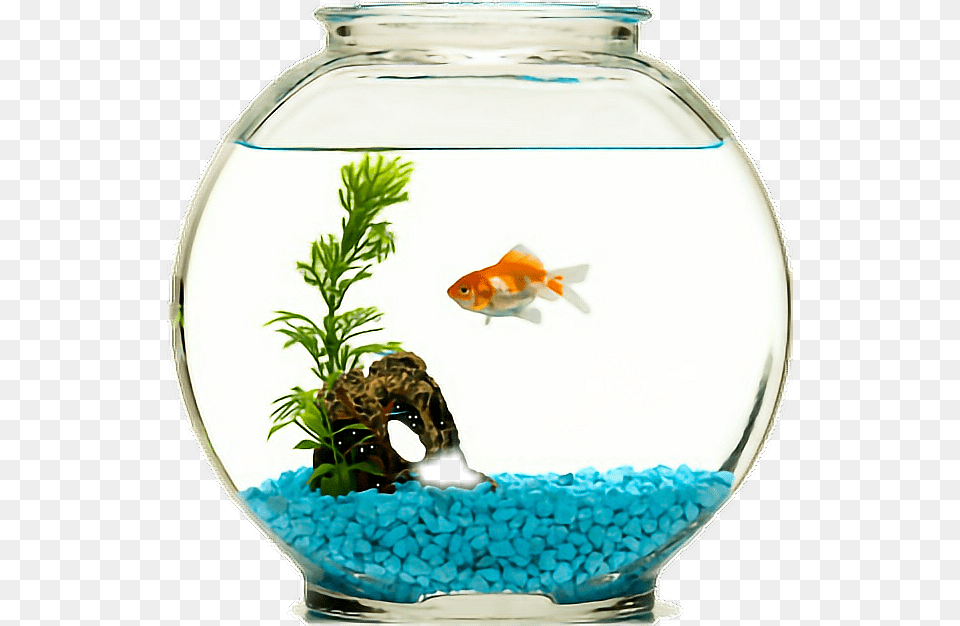 Fish Goldfish Fishbowl Fish In A Bowl, Animal, Aquarium, Sea Life, Water Png Image