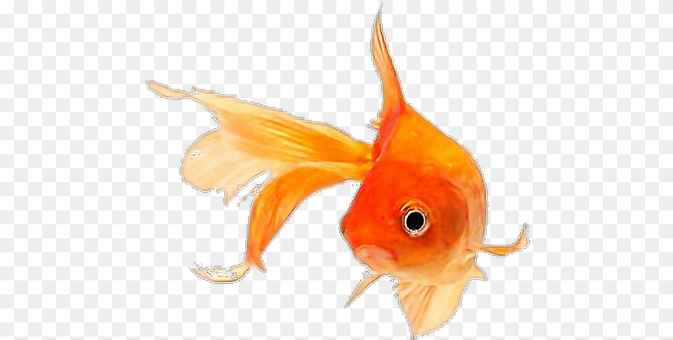 Fish Goldfish Sticker By Pennyann Gold Fish, Animal, Sea Life Free Png Download